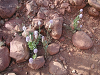 s_A_PICT0347_thumb.png